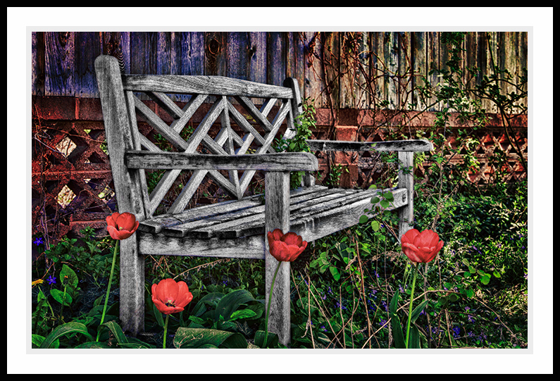 Tulips growing next to a bench.